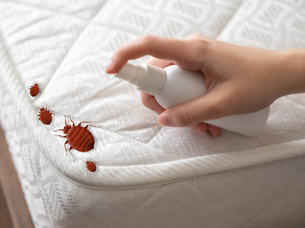 Real Estate Pest Inspections in Mill Bay, AK